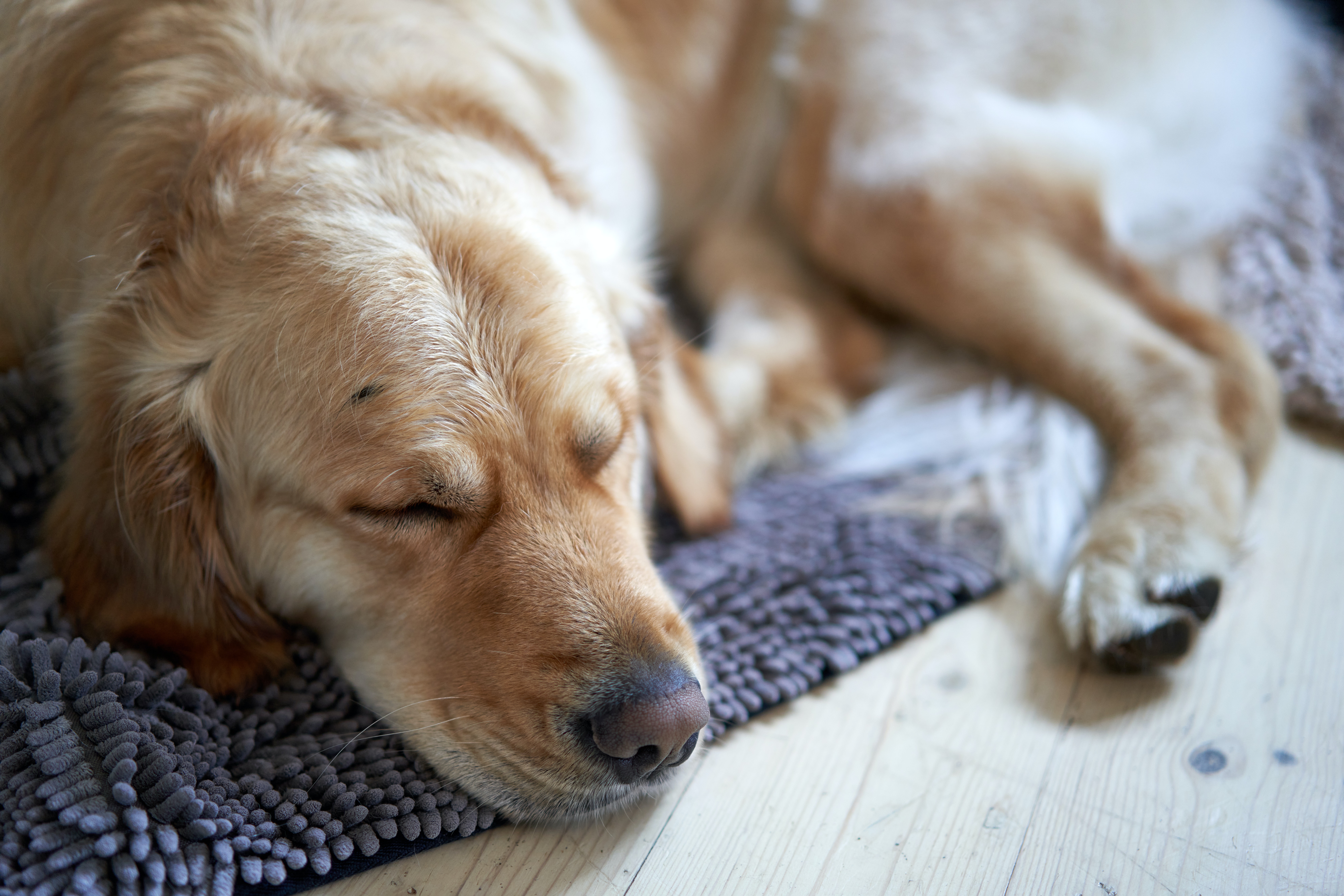 Planning Your Pet’s End-of-Life Care