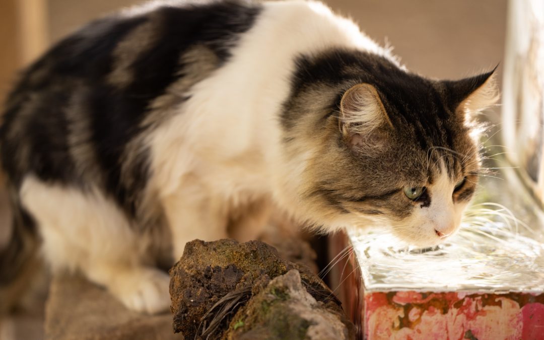 Mixed color long-haired tabby cat drinking water