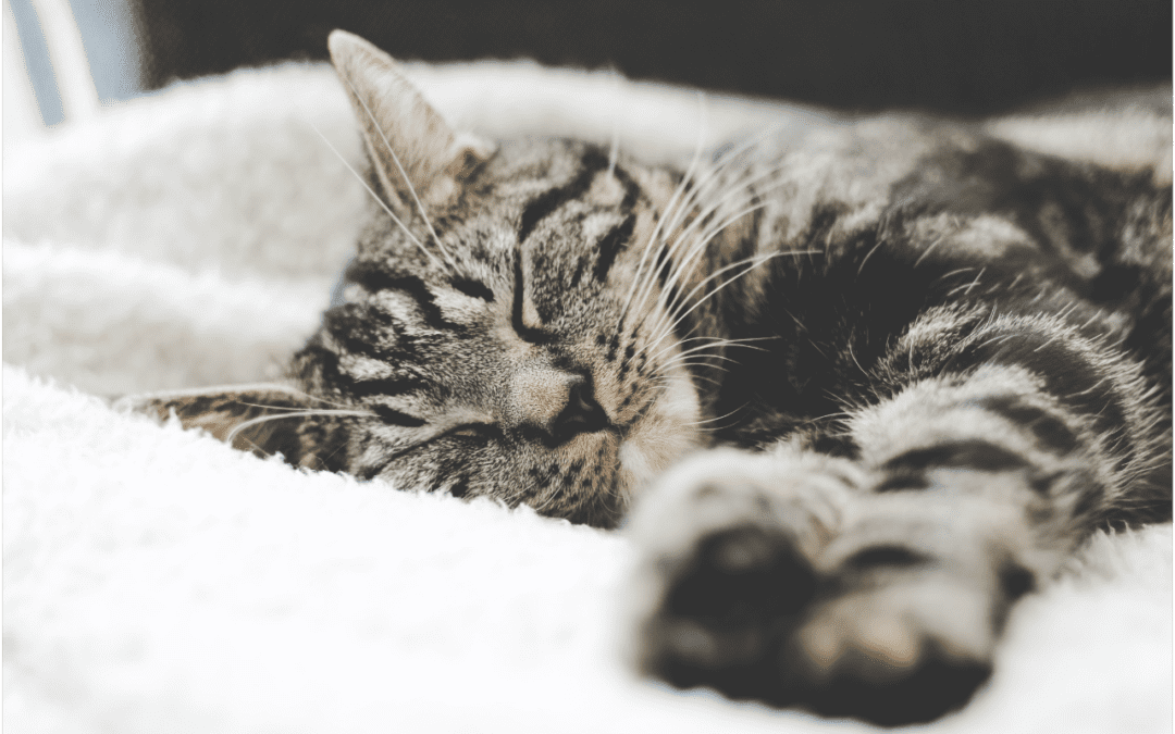 Western Skies Veterinary - In Home Pet Euthanasia | Blog