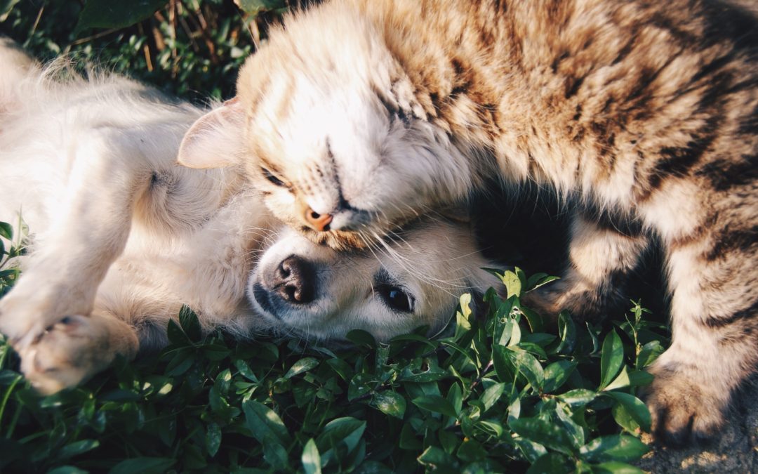 Dog and cat laying upside down in grass