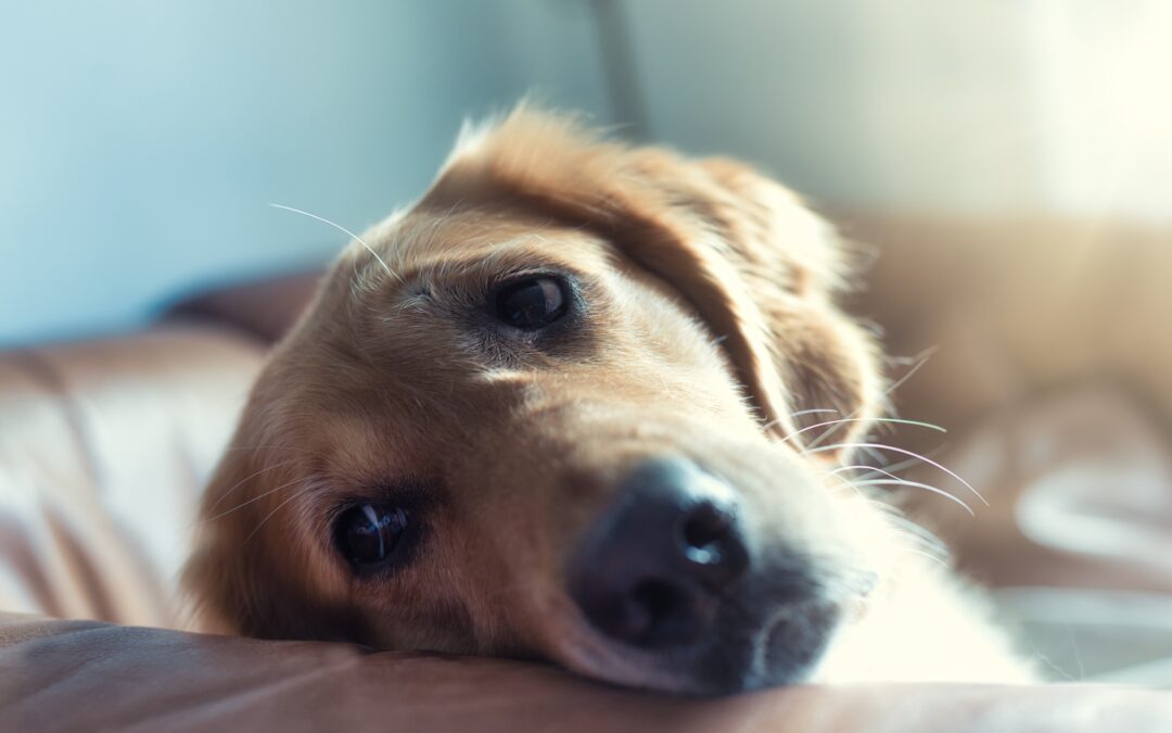 Golden retriever laying down looking sad