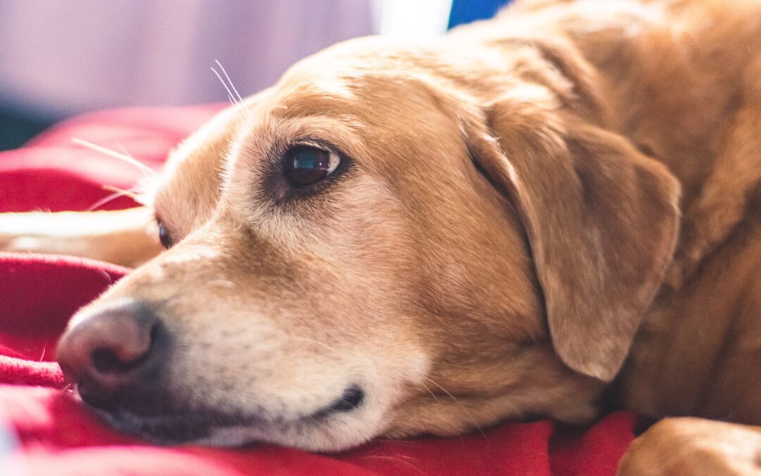 How To Keep Your Senior Pet Comfortable