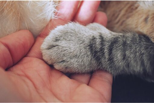 Human hand facing palm up, with small gray cat paw with stripes on top of the hand.