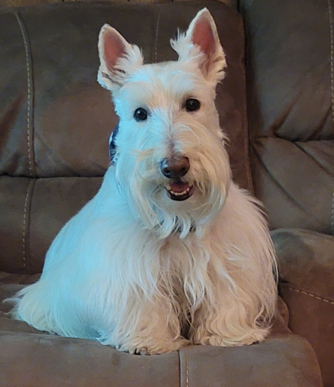 Daisy