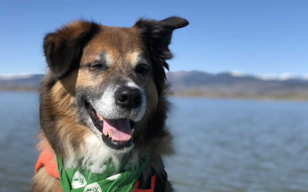 Home Euthanasia in Fort Collins