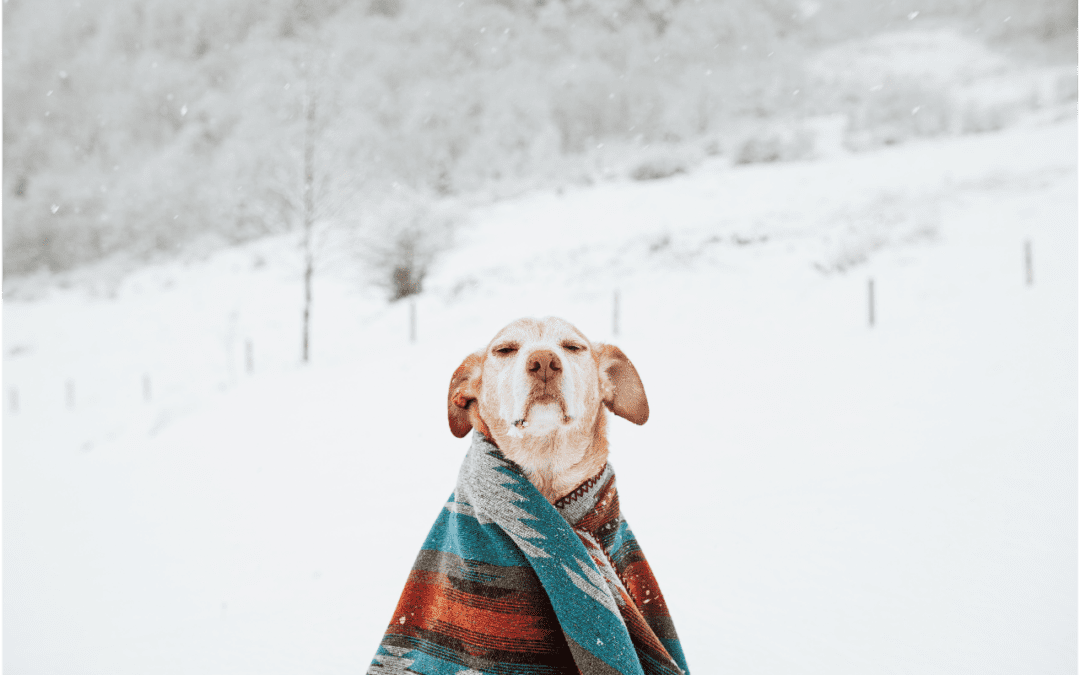 Western Skies Veterinary - In Home Pet Euthanasia | How to Spot Hypothermia in Your Pet