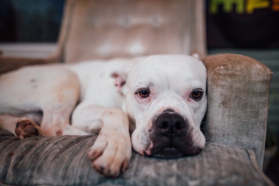 Western Skies Veterinary - In Home Pet Euthanasia | Blog