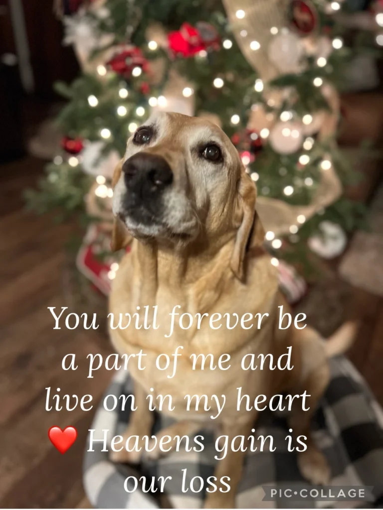 Western Skies Veterinary - In Home Pet Euthanasia|Memorials