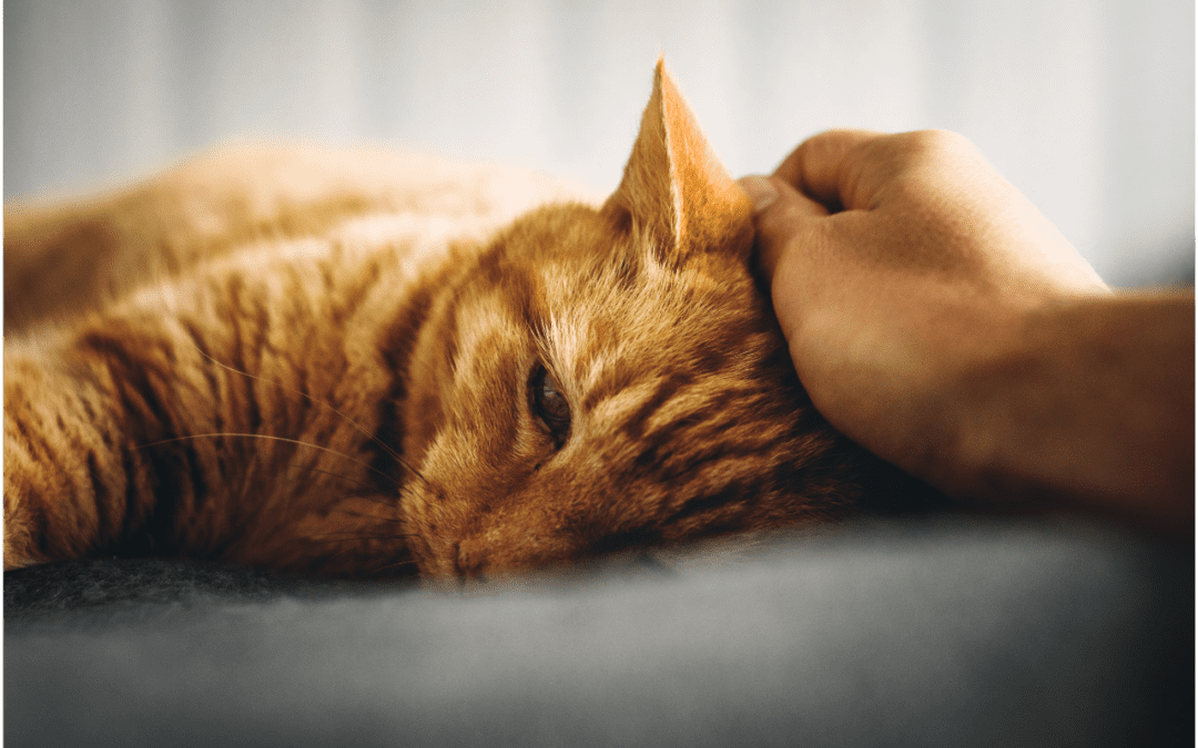 Western Skies Veterinary - In Home Pet Euthanasia | How to Prepare for Your Pet’s Passing