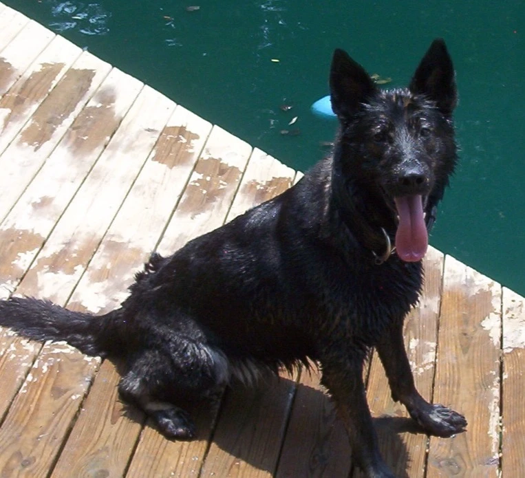Western Skies Veterinary - In Home Pet Euthanasia|Memorials