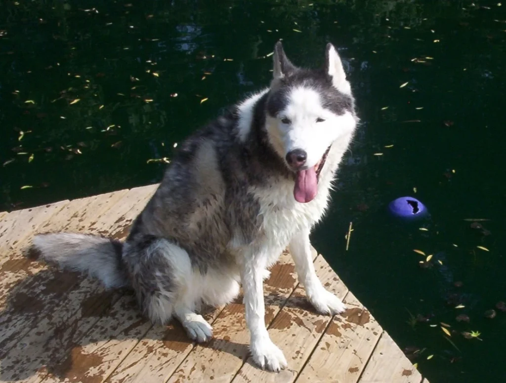 Western Skies Veterinary - In Home Pet Euthanasia|Memorials