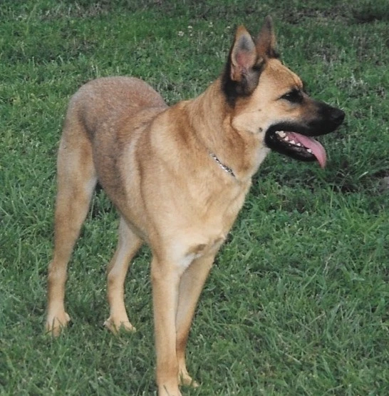 Western Skies Veterinary - In Home Pet Euthanasia|Memorials
