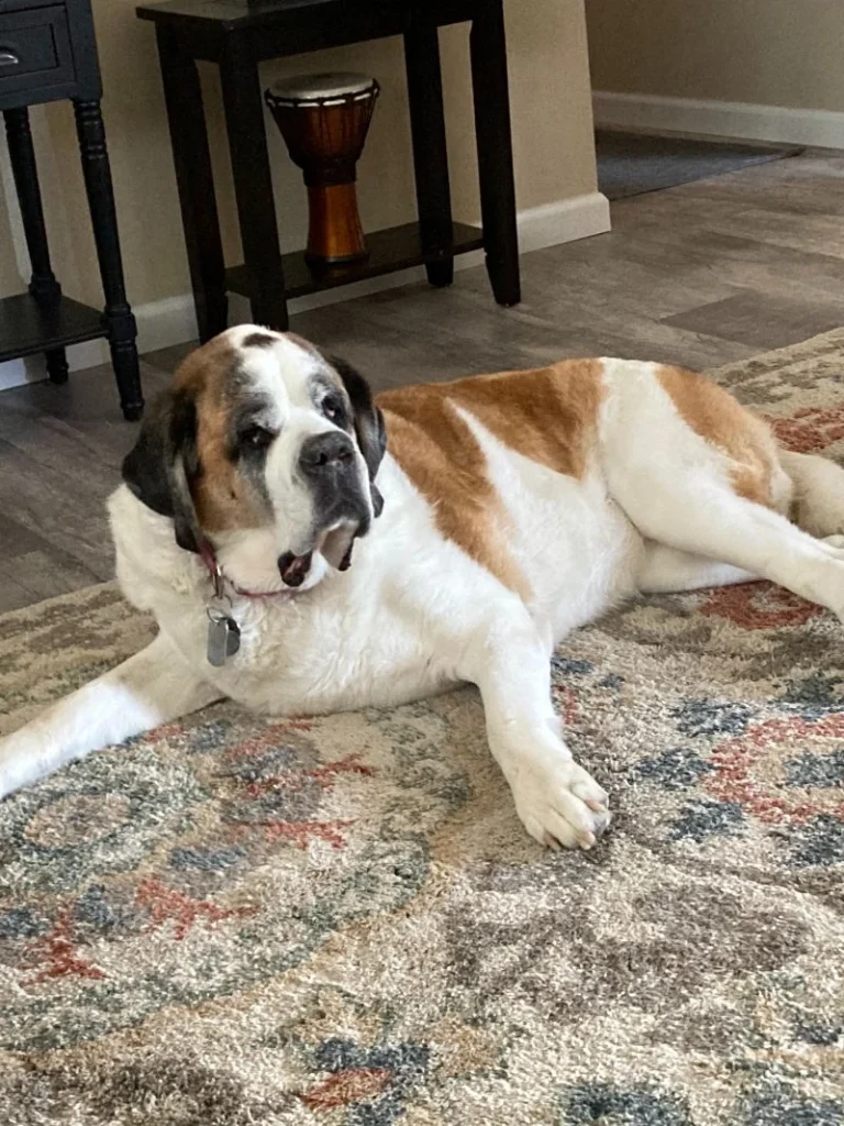 Western Skies Veterinary - In Home Pet Euthanasia|Memorials