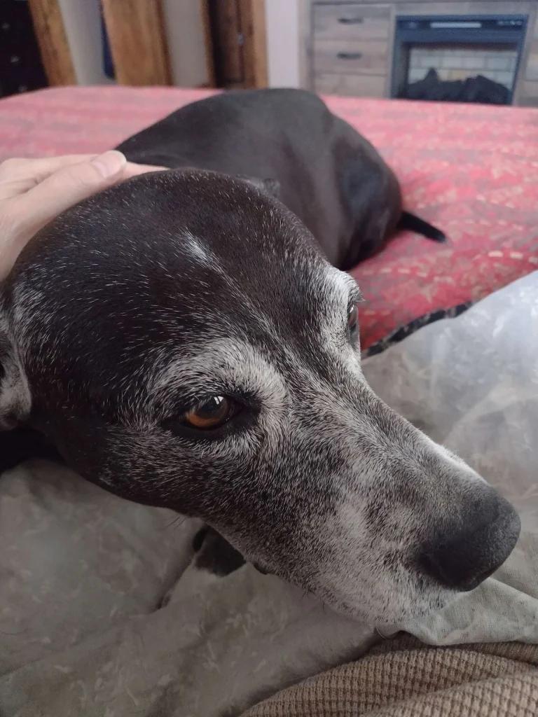 Western Skies Veterinary - In Home Pet Euthanasia|Memorials