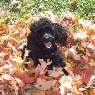 Western Skies Veterinary - In Home Pet Euthanasia|Memorials
