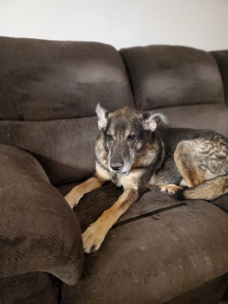 Western Skies Veterinary - In Home Pet Euthanasia|Memorials