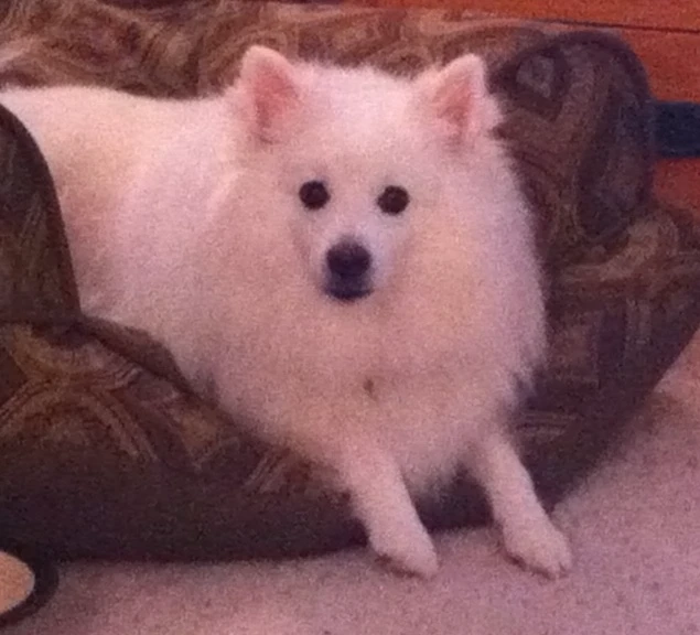 Western Skies Veterinary - In Home Pet Euthanasia|Memorials