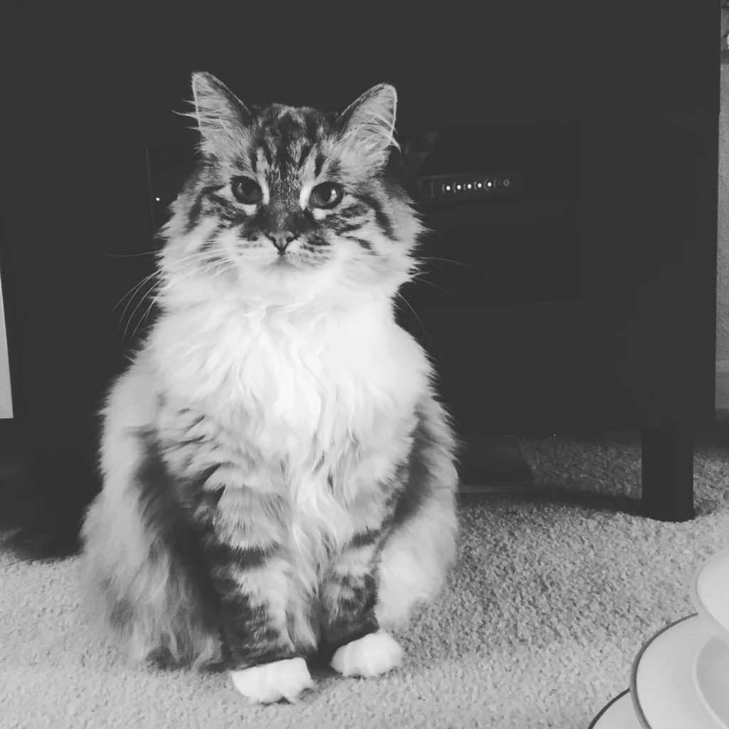 Western Skies Veterinary - In Home Pet Euthanasia|Memorials