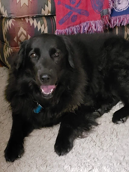 Western Skies Veterinary - In Home Pet Euthanasia|Memorials