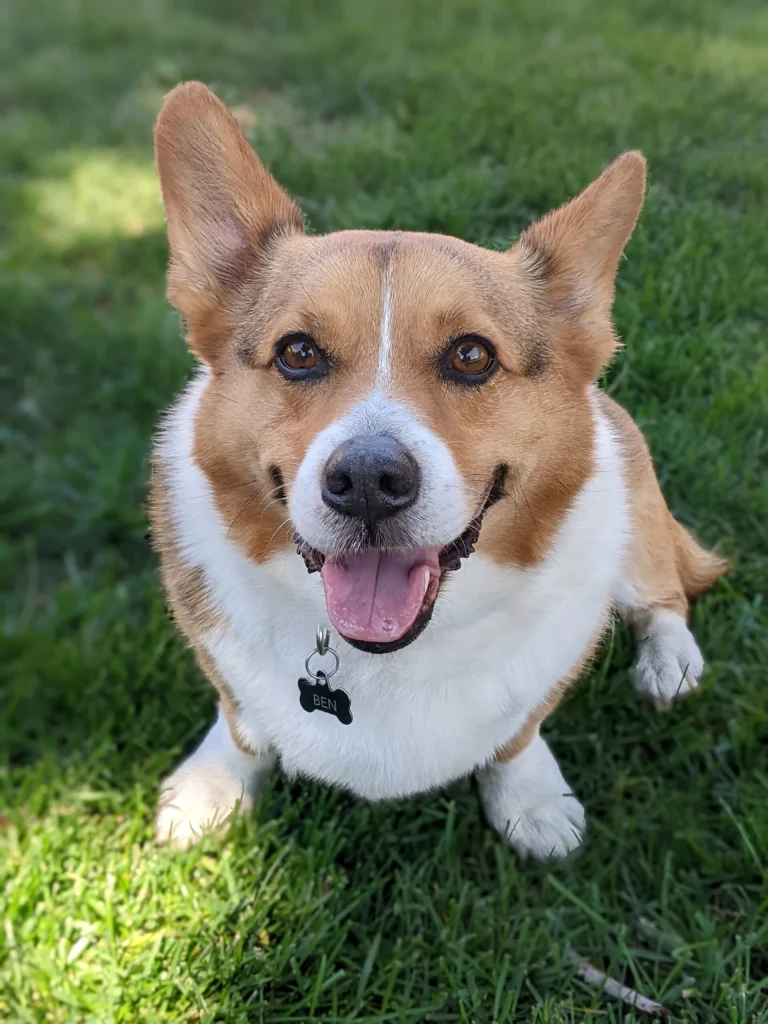 Western Skies Veterinary - In Home Pet Euthanasia|Memorials