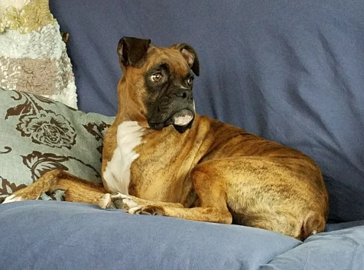 Western Skies Veterinary - In Home Pet Euthanasia|Memorials