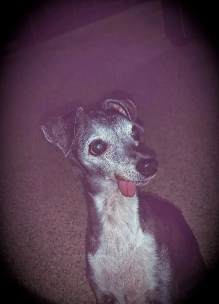 Western Skies Veterinary - In Home Pet Euthanasia|Memorials