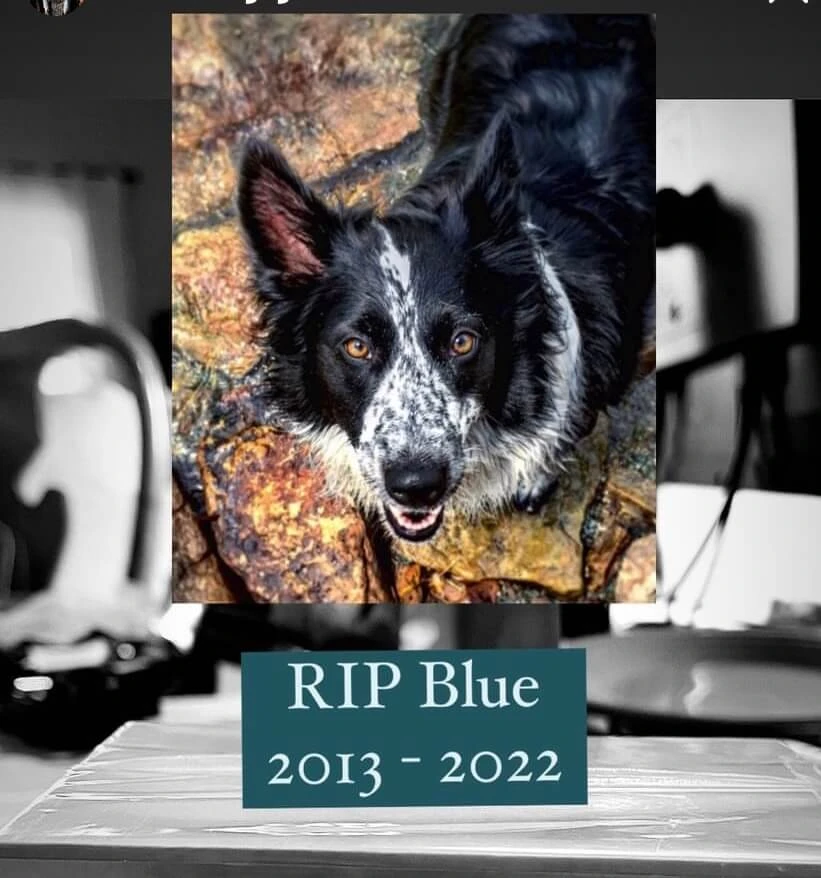 Western Skies Veterinary - In Home Pet Euthanasia|Memorials