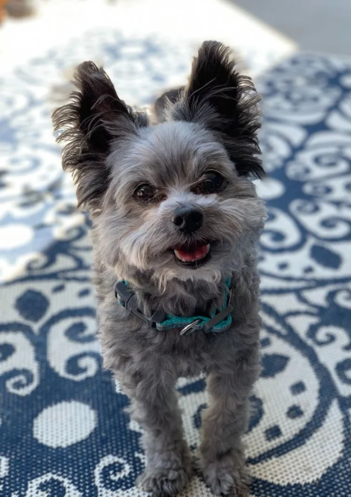 Western Skies Veterinary - In Home Pet Euthanasia|Memorials