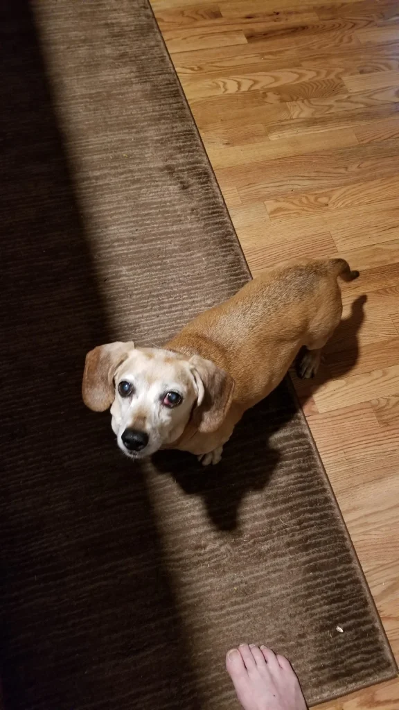 Western Skies Veterinary - In Home Pet Euthanasia|Memorials