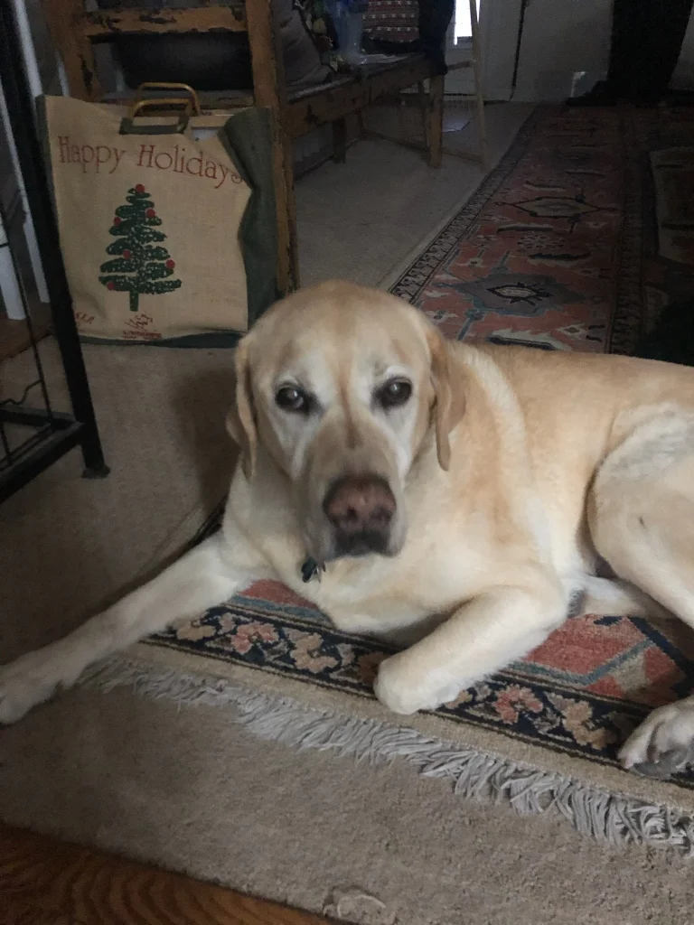 Western Skies Veterinary - In Home Pet Euthanasia|Memorials