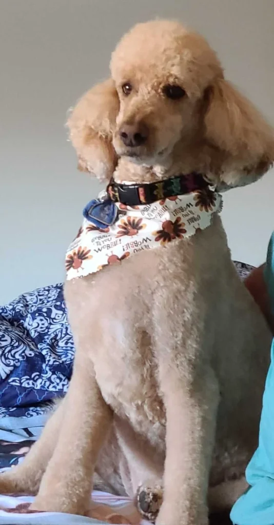 Western Skies Veterinary - In Home Pet Euthanasia|Memorials