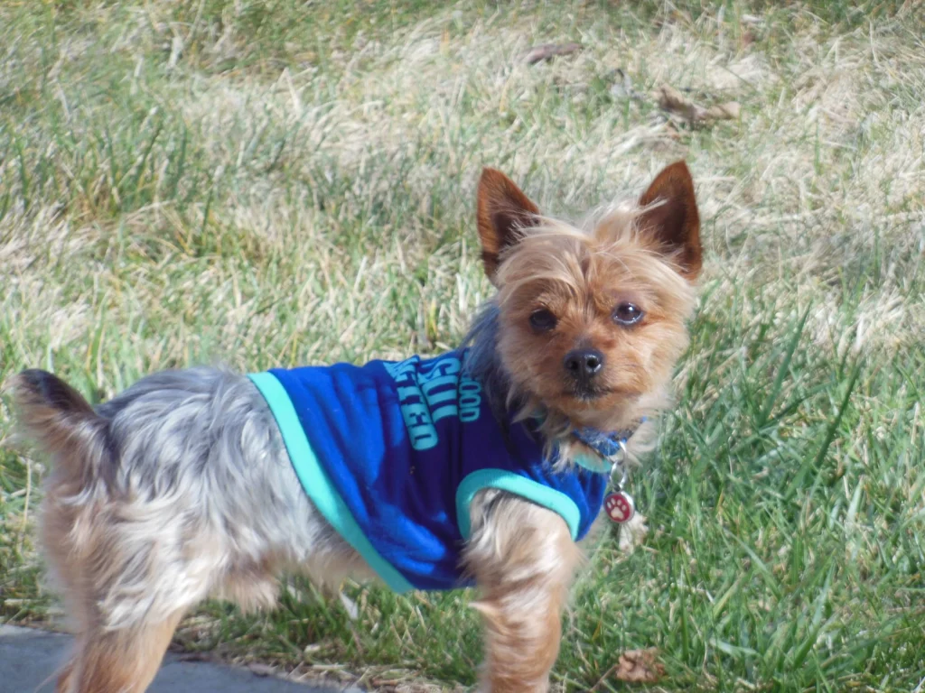 Western Skies Veterinary - In Home Pet Euthanasia|Memorials