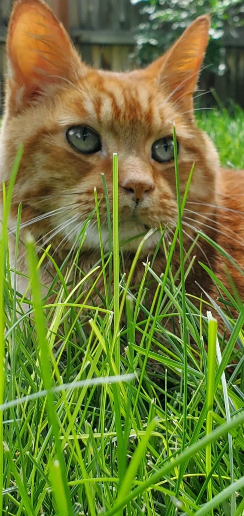 Western Skies Veterinary - In Home Pet Euthanasia|Memorials