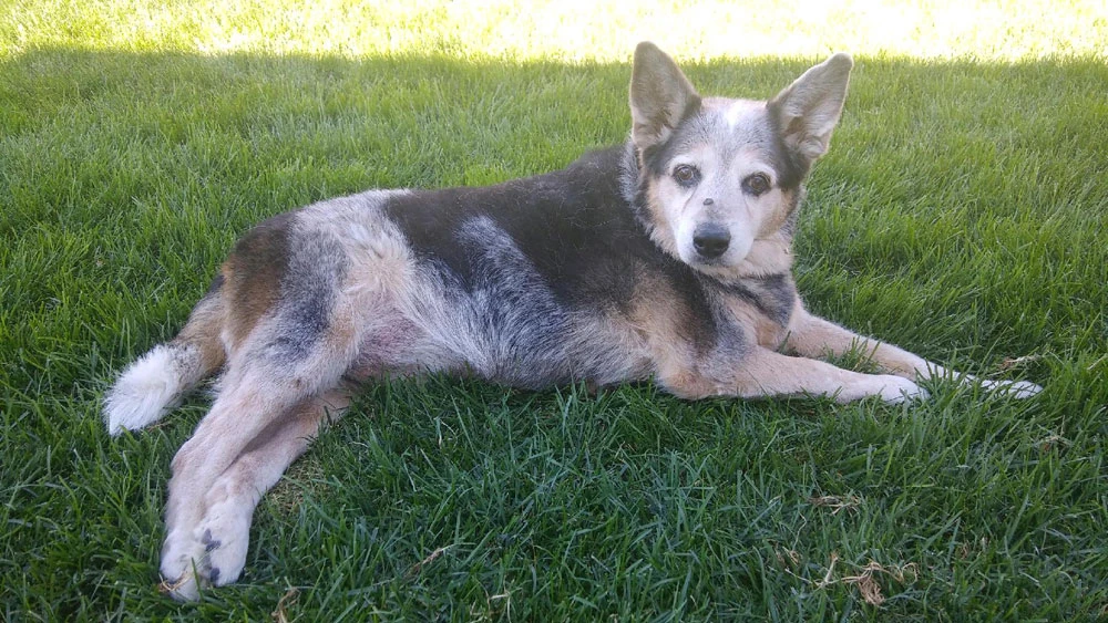 Western Skies Veterinary - In Home Pet Euthanasia|Memorials