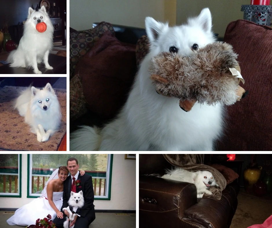 Western Skies Veterinary - In Home Pet Euthanasia|Memorials