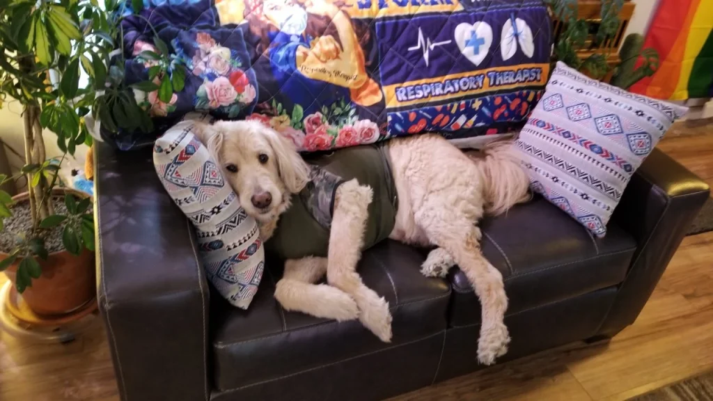 Western Skies Veterinary - In Home Pet Euthanasia|Memorials