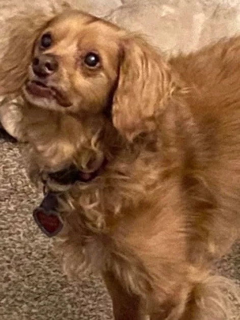 Western Skies Veterinary - In Home Pet Euthanasia|Memorials