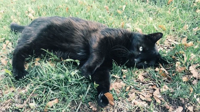 Western Skies Veterinary - In Home Pet Euthanasia|Memorials