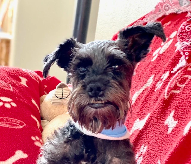 Western Skies Veterinary - In Home Pet Euthanasia|Memorials