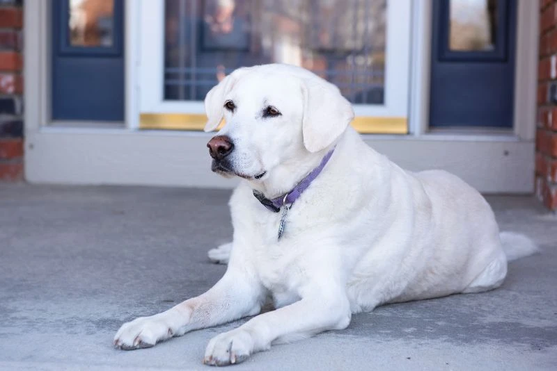 Western Skies Veterinary - In Home Pet Euthanasia|Memorials