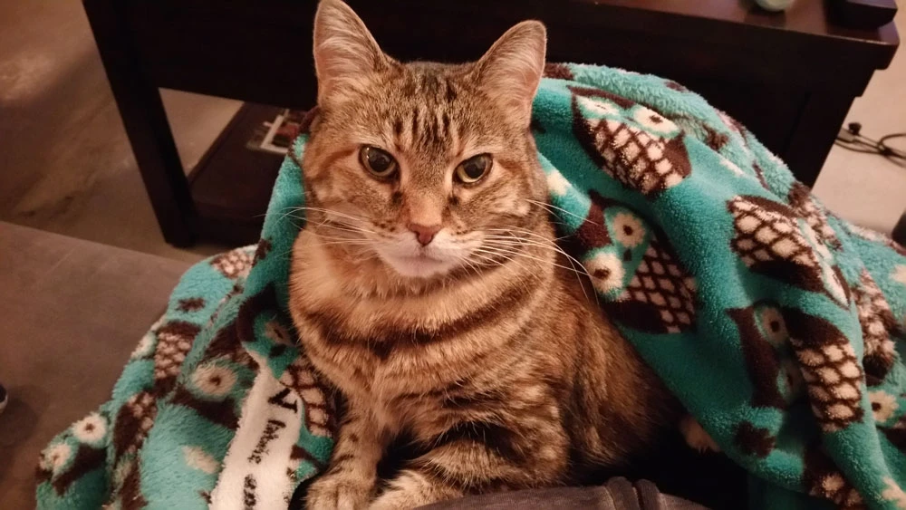 Western Skies Veterinary - In Home Pet Euthanasia|Memorials