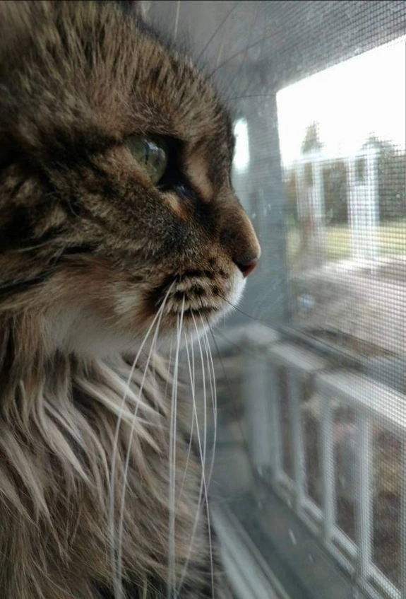 Western Skies Veterinary - In Home Pet Euthanasia|Memorials