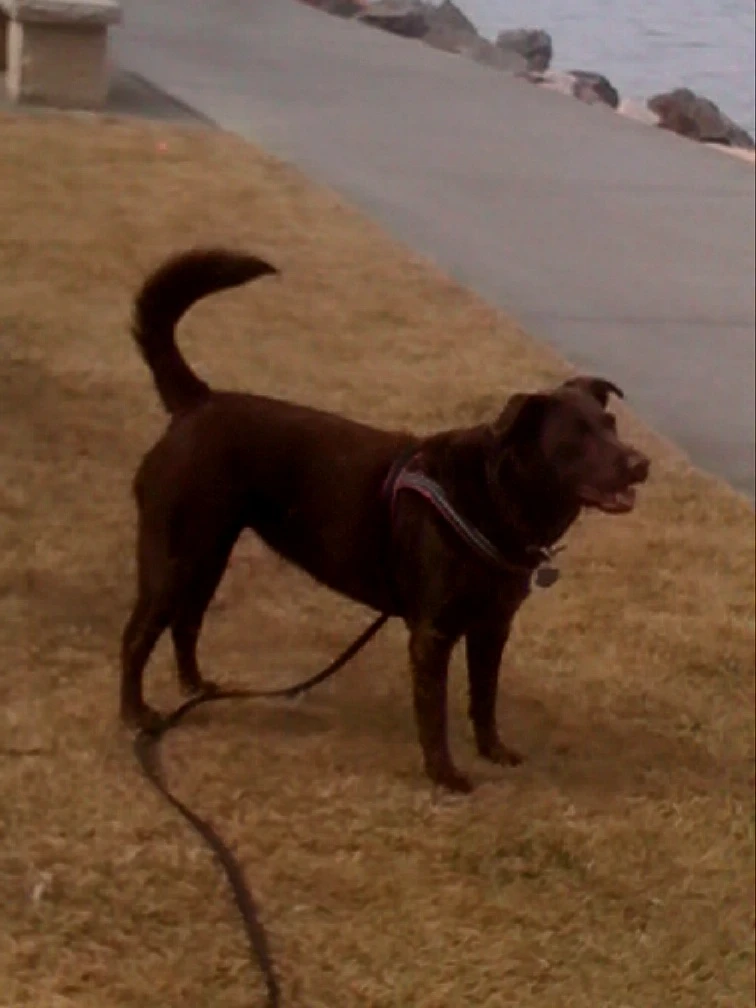 Western Skies Veterinary - In Home Pet Euthanasia|Memorials