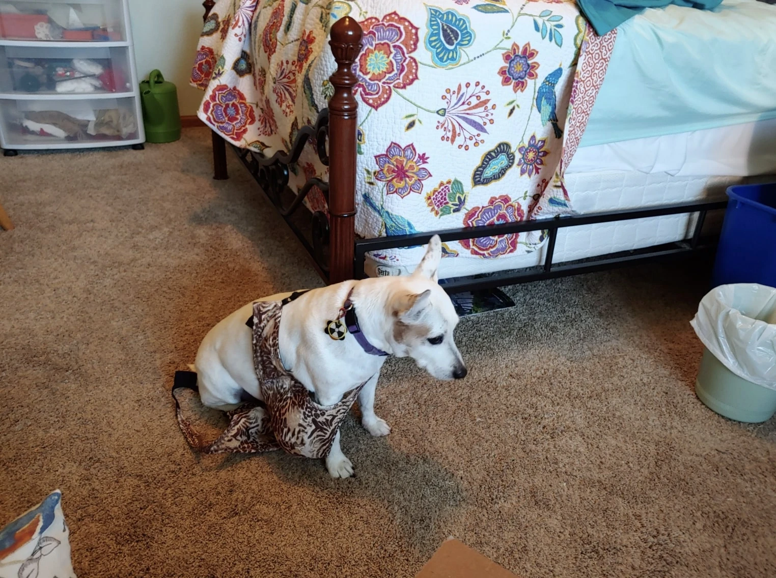 Western Skies Veterinary - In Home Pet Euthanasia|Memorials