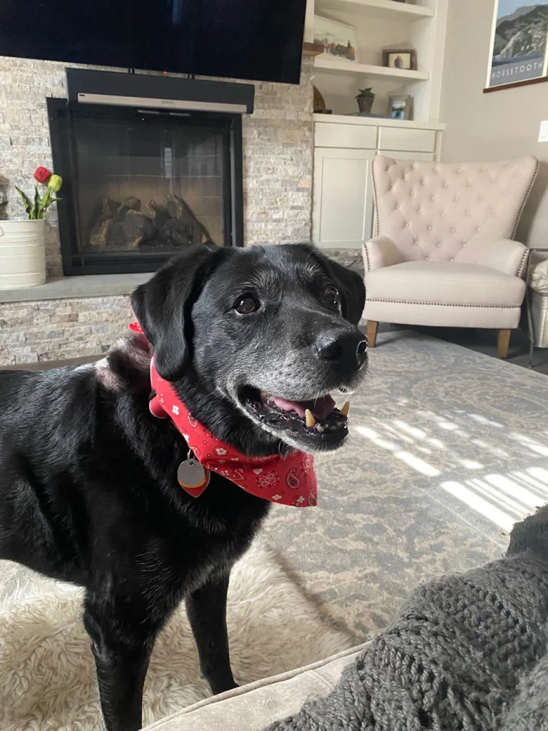 Western Skies Veterinary - In Home Pet Euthanasia|Memorials