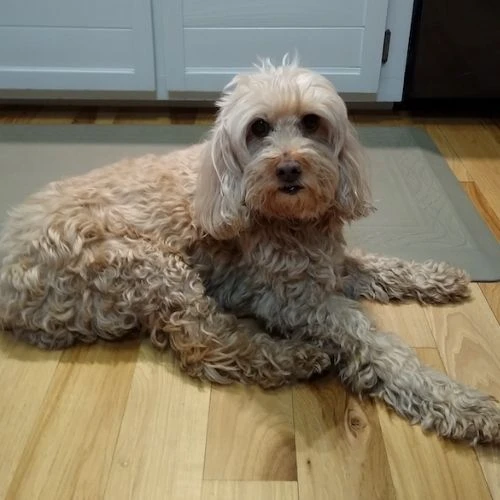 Western Skies Veterinary - In Home Pet Euthanasia|Memorials