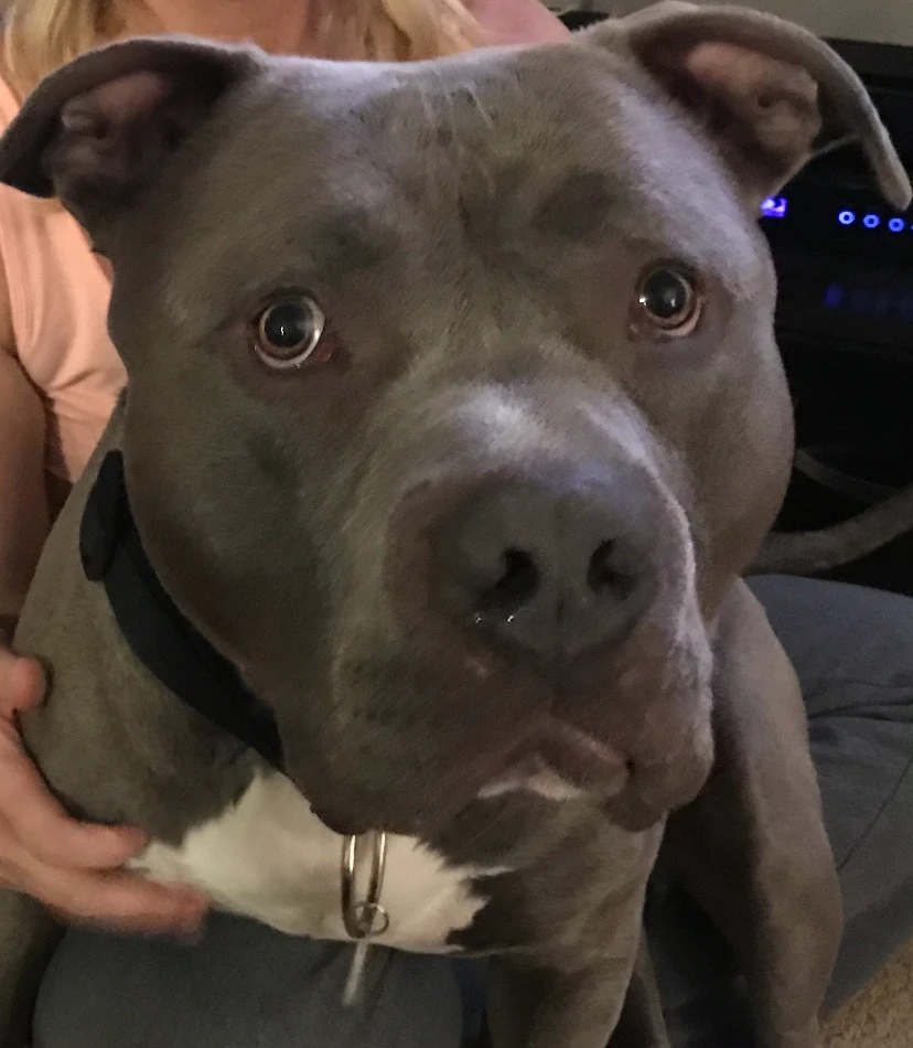 Western Skies Veterinary - In Home Pet Euthanasia|Memorials