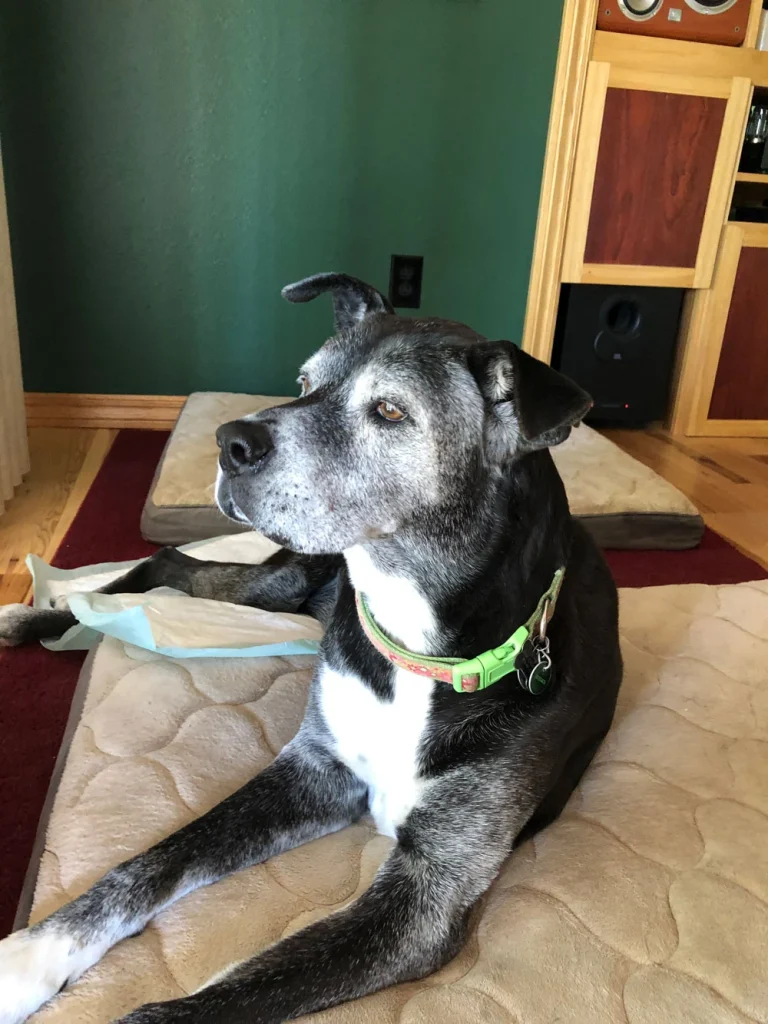 Western Skies Veterinary - In Home Pet Euthanasia|Memorials