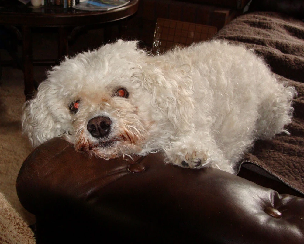 Western Skies Veterinary - In Home Pet Euthanasia|Memorials