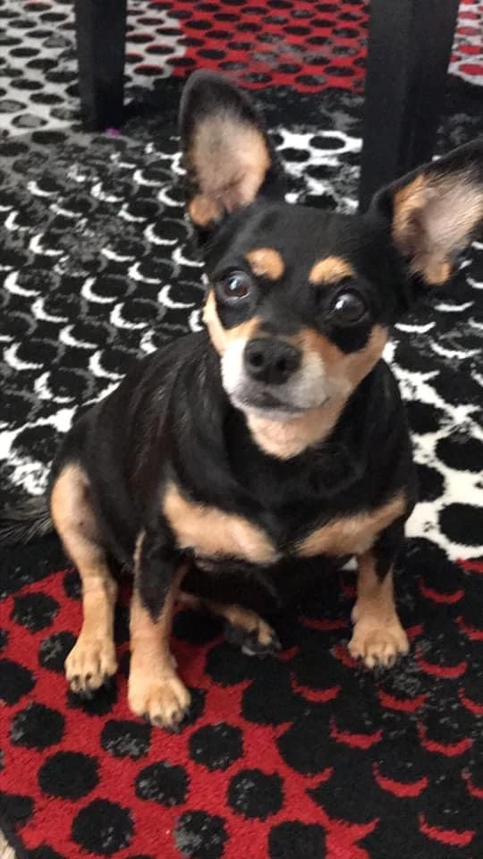 Western Skies Veterinary - In Home Pet Euthanasia|Memorials